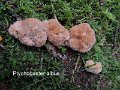 Postia ptychogaster-amf1546